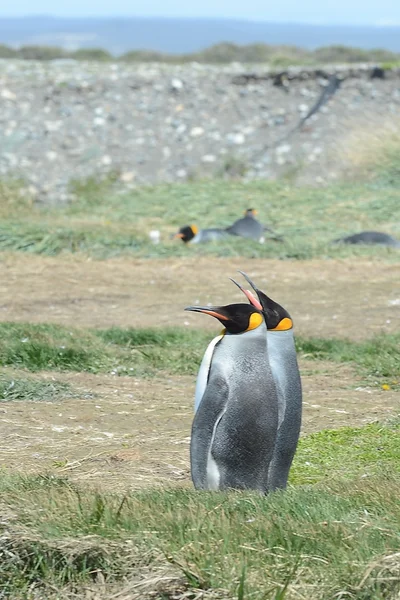 Βασιλιάς πιγκουΐνους στον κόλπο του επιπλέον. — Φωτογραφία Αρχείου