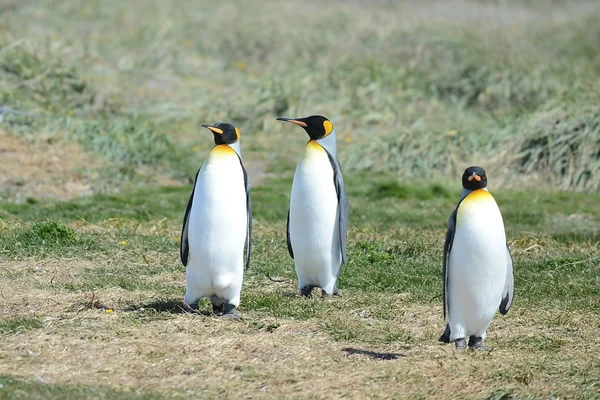 Pingüinos rey en la bahía de Inutil . — Foto de Stock