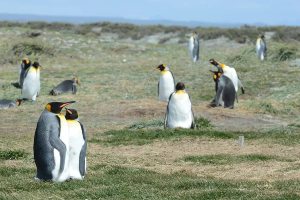 Re pinguini sulla baia di Inutil . — Foto Stock