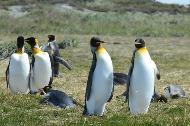 Inutil Bay üzerinde Kral penguenler.