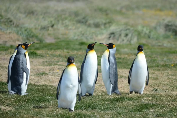 Pingouins royaux sur la baie d'Inutil . — Photo