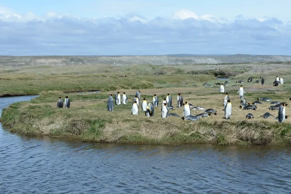 Пингвины-короли в заливе Инутил . — стоковое фото