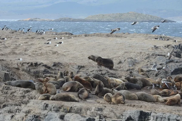 South American sea lion, Otaria flavescens, breeding colony and haulout on small islets just outside Ushuaia. — Stock Photo, Image