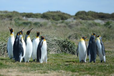 Inutil Bay üzerinde Kral penguenler.
