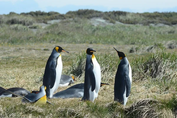 Koning pinguïns op de baai van Inutil. — Stockfoto