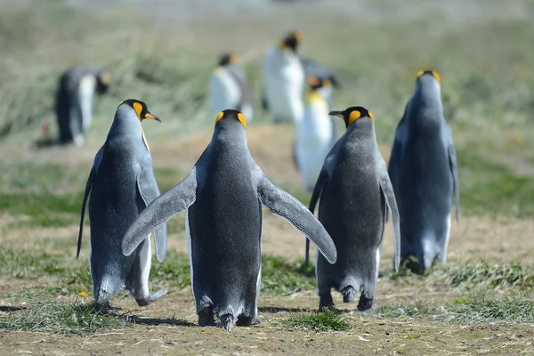 Pingüinos rey en la bahía de Inutil . — Foto de Stock