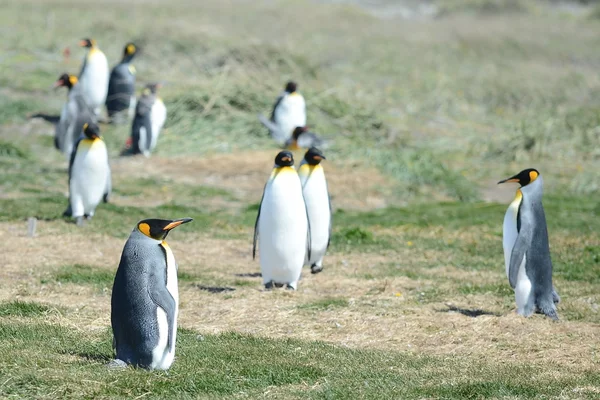 Pingwiny królewskie na zatoce Inutil. — Zdjęcie stockowe
