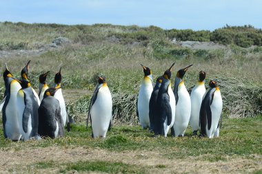 Inutil Bay üzerinde Kral penguenler.