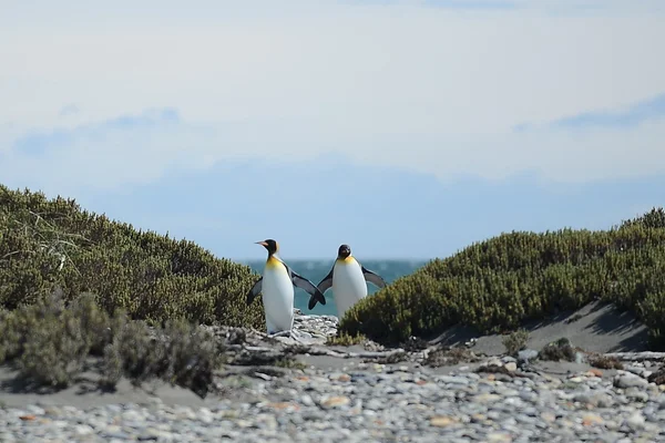 Pinguins-rei na Baía de Inutil . — Fotografia de Stock