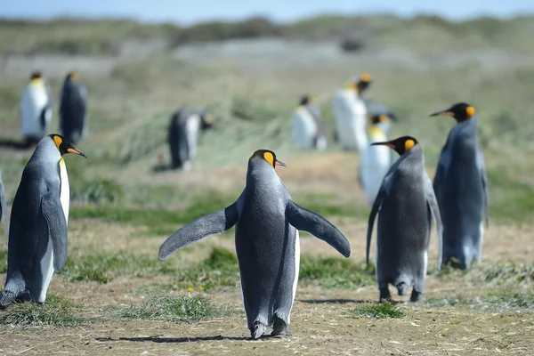 Inutil Bay üzerinde Kral penguenler. — Stok fotoğraf