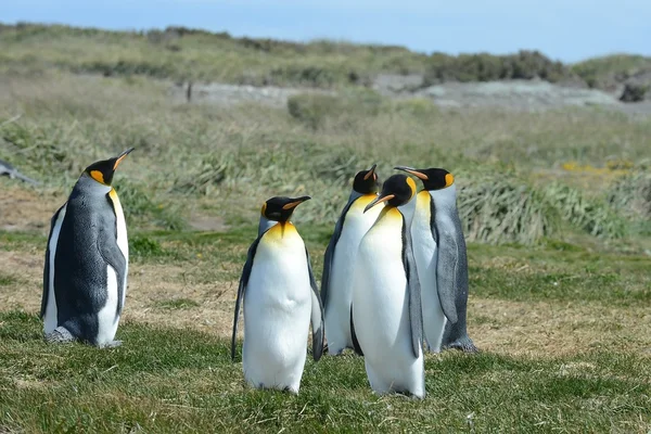 Pingüinos rey en la bahía de Inutil . —  Fotos de Stock