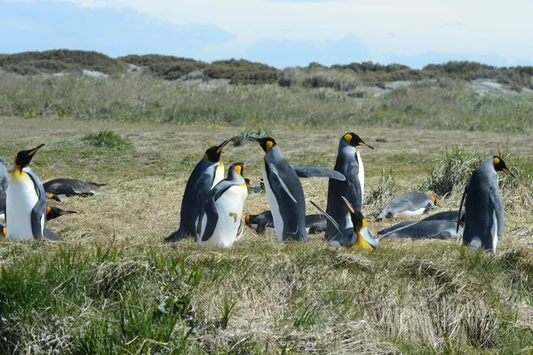 Pingouins royaux sur la baie d'Inutil — Photo