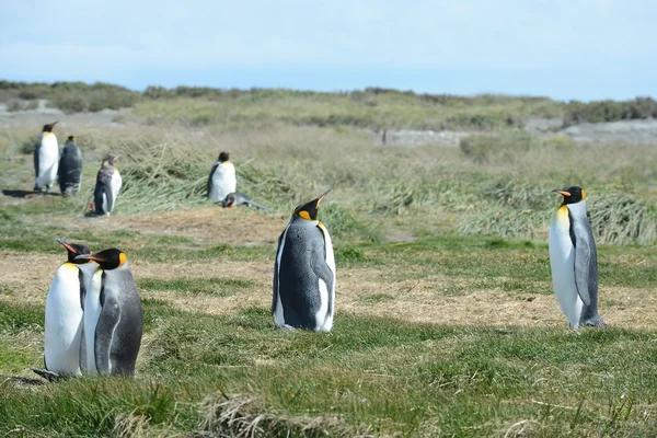 Pingwiny królewskie na zatoce Inutil — Zdjęcie stockowe