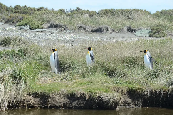 Koning pinguïns op de baai van Inutil — Stockfoto