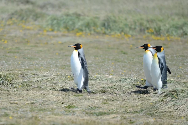 King penguins on the Bay of Inutil — Stock Photo, Image