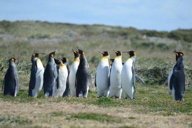 Inutil Bay üzerinde Kral penguenler.