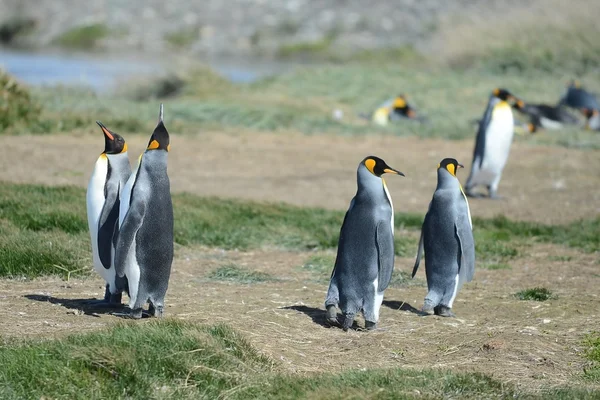 Král penguins na tehdejších Bay. — Stock fotografie