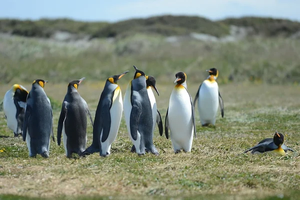 Inutil Bay üzerinde Kral penguenler. — Stok fotoğraf