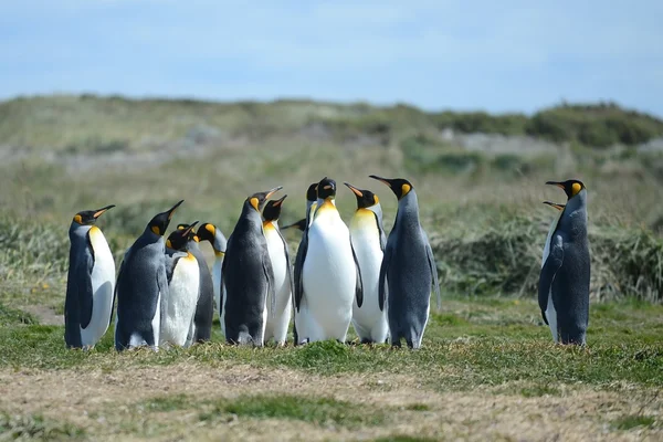 Pingwiny królewskie na zatoce Inutil. — Zdjęcie stockowe