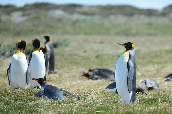 Koning pinguïns op de baai van Inutil. — Stockfoto