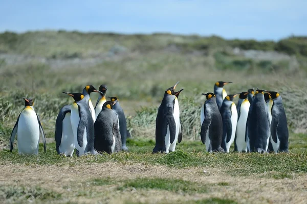 Pingüinos rey en la bahía de Inutil . —  Fotos de Stock