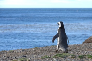 Magdalena Adası Güney Şili'deki Punta Arenas yakınındaki Macellan Boğazı'nın ' penguen sanctuary, Macellan penguenleri (Spheniscus magellanicus).