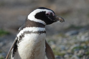 Magdalena Adası Güney Şili'deki Punta Arenas yakınındaki Macellan Boğazı'nın ' penguen sanctuary, Macellan penguenleri (Spheniscus magellanicus).