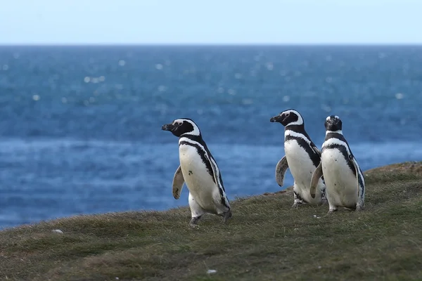 Pingouins de Magellan (Spheniscus magellanicus) au sanctuaire des pingouins de l'île de la Madeleine, dans le détroit de Magellan, près de Punta Arenas, dans le sud du Chili . — Photo