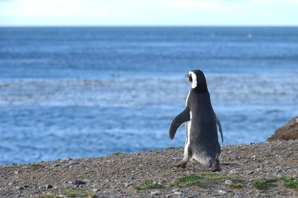 Pingüinos de Magallanes (Spheniscus magellanicus) en el santuario de pingüinos en la Isla Magdalena en el Estrecho de Magallanes cerca de Punta Arenas en el sur de Chile . —  Fotos de Stock