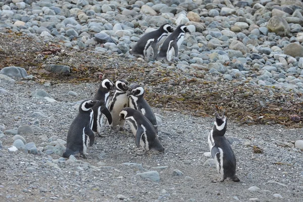 Magellán pingvinek (egyede megtalálható magellanicus): a pingvin szentély a Magellán-szoros közelében Punta Arenas, a Dél-Chilei Magdalena szigetén. — Stock Fotó