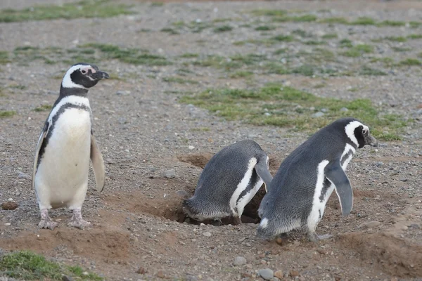 Pingwiny Magellana (Spheniscus magellanicus) w Sanktuarium pingwina na Magdalena wyspa w cieśninie Magellana w pobliżu Punta Arenas w południowym Chile. — Zdjęcie stockowe