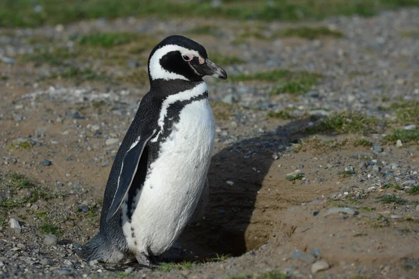 Pinguini Magellanici (Spheniscus magellanicus) nel santuario dei pinguini sull'isola di Magdalena nello stretto di Magellano vicino a Punta Arenas nel sud del Cile . — Foto Stock