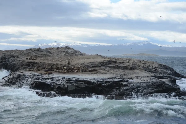 남미 바다 사자, Otaria flavescens, 서식 지 및 우슈아이아 밖에 작은 독도에 haulout. — 스톡 사진