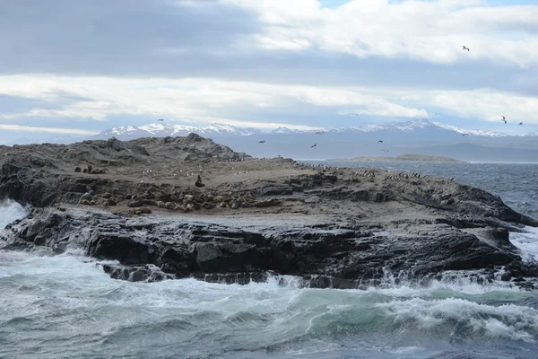 Dél-amerikai oroszlánfóka, Otaria flavescens, tenyésztési kolóniát, és haulout a kis szigetecske mindössze kívül Ushuaia. — Stock Fotó