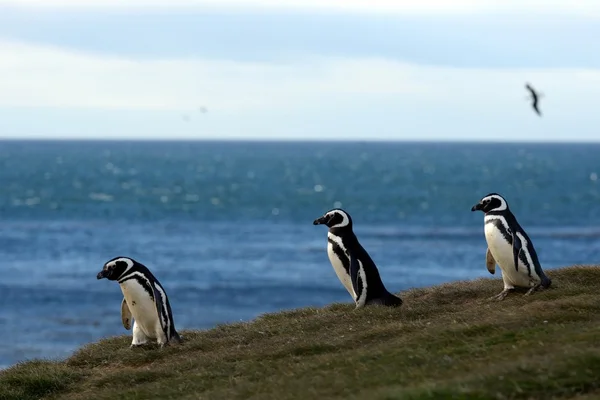 Pingwiny Magellana (Spheniscus magellanicus) w Sanktuarium pingwina na Magdalena wyspa w cieśninie Magellana w pobliżu Punta Arenas w południowym Chile. — Zdjęcie stockowe