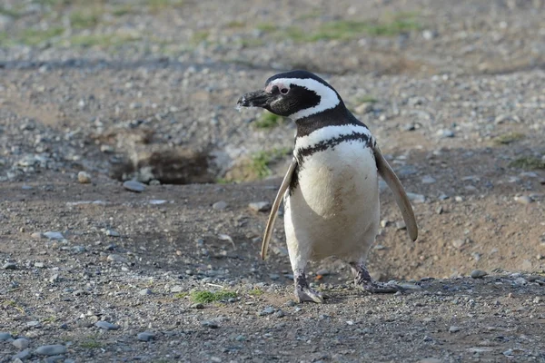 麦哲伦企鹅 (Spheniscus magellanicus) 在企鹅圣马格达莱娜岛在麦哲伦海峡附近在智利南部的蓬塔阿雷纳斯. — 图库照片