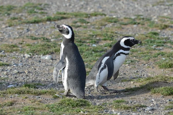 Магеллановы пингвины (Spheniscus magellanicus) в святилище пингвинов на острове Магдалена в Магеллановском проливе около Пунта-Аренаса на юге Чили . — стоковое фото