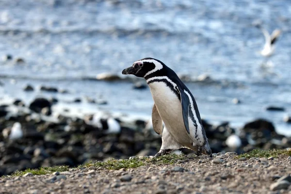 Pinguins de Magalhães (Spheniscus magellanicus) no santuário de pinguins na Ilha Magdalena, no Estreito de Magalhães, perto de Punta Arenas, no sul do Chile . — Fotografia de Stock