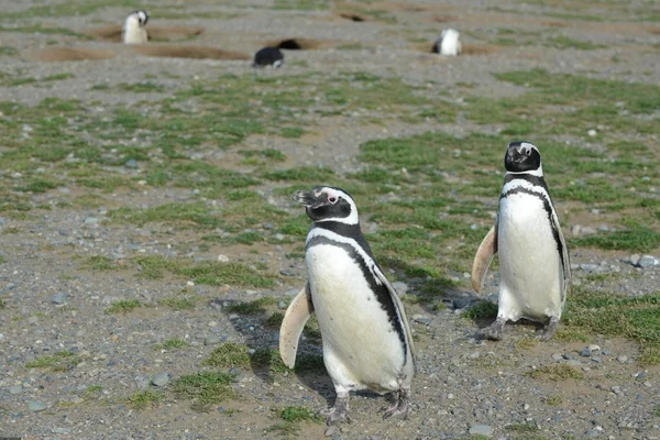 Magellanska pingviner (Spheniscus magellanicus) på pingvin helgedomen på Magdalena ö i Magellans sund nära Punta Arenas i södra Chile. — Stockfoto