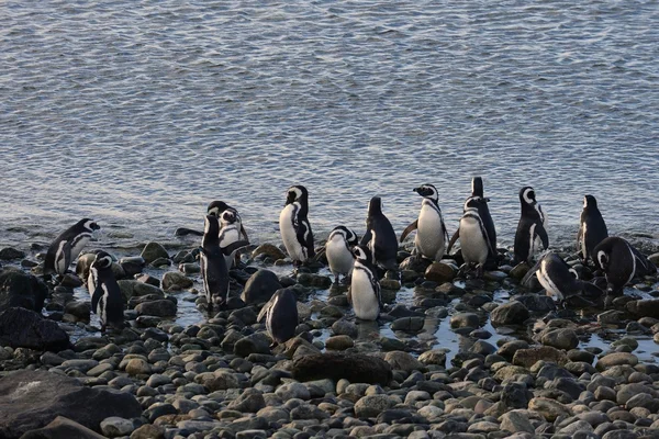 Magellanova Penguins (Spheniscus magellanicus) na tučňáka útočiště na ostrově Magdalena v dodnes poblíž Punta Arenas v jižním Chile. — Stock fotografie