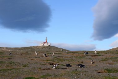 The lighthouse on the island of Magdalena.Magellanic Penguins  at the penguin sanctuary on Magdalena Island in the Strait of Magellan near Punta Arenas. clipart