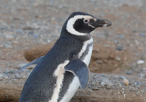 Pinguins de Magalhães no santuário de pinguins na Ilha Magdalena, no Estreito de Magalhães, perto de Punta Arenas, no sul do Chile . — Fotografia de Stock