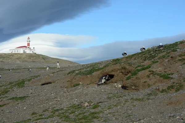 灯塔在企鹅圣马格达莱娜岛在蓬塔阿雷纳斯附近麦哲伦海峡岛 Magdalena.Magellanic 企鹅. — 图库照片