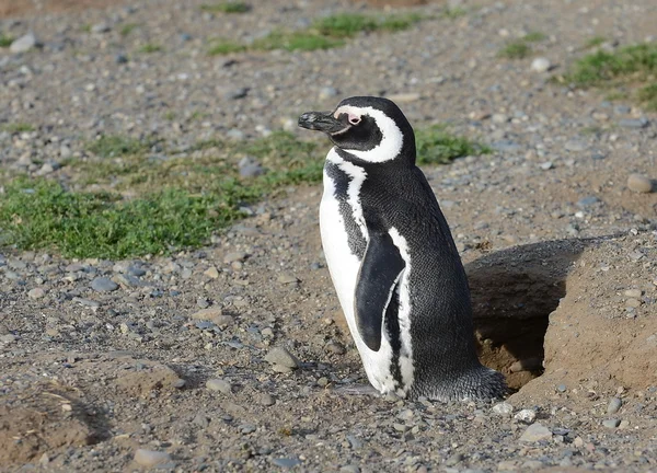 Pinguini Magellanici nel santuario dei pinguini sull'isola di Magdalena nello stretto di Magellano vicino a Punta Arenas nel sud del Cile . — Foto Stock