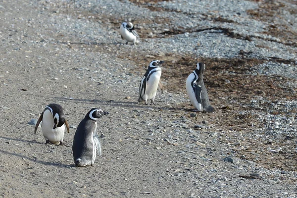 Pinguini Magellanici nel santuario dei pinguini sull'isola di Magdalena nello stretto di Magellano vicino a Punta Arenas nel sud del Cile . — Foto Stock