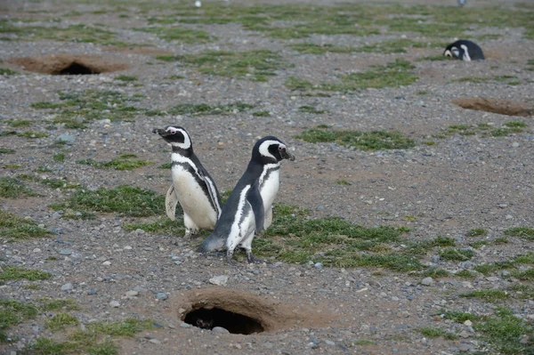 Pingüinos de Magallanes en el santuario de pingüinos en la Isla Magdalena en el Estrecho de Magallanes cerca de Punta Arenas en el sur de Chile . — Foto de Stock