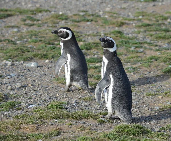 Magellanic Penguins at the penguin sanctuary on Magdalena Island in the Strait of Magellan near Punta Arenas in southern Chile. — Stock Photo, Image