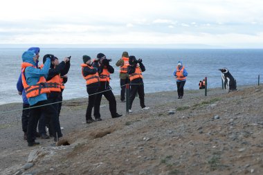 Turist Macellan penguenleri Magdalena adada Punta Arenas yakınındaki Macellan Boğazı'nın içinde gözlemlemek.