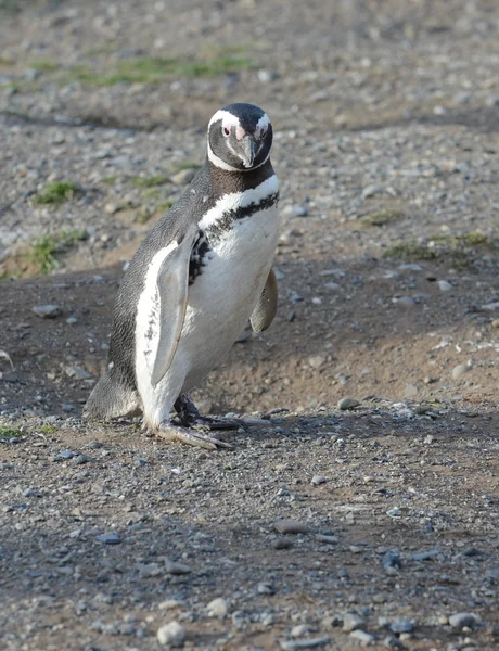 麦哲伦企鹅 (Spheniscus magellanicus) 在企鹅圣马格达莱娜岛在麦哲伦海峡附近在智利南部的蓬塔阿雷纳斯. — 图库照片