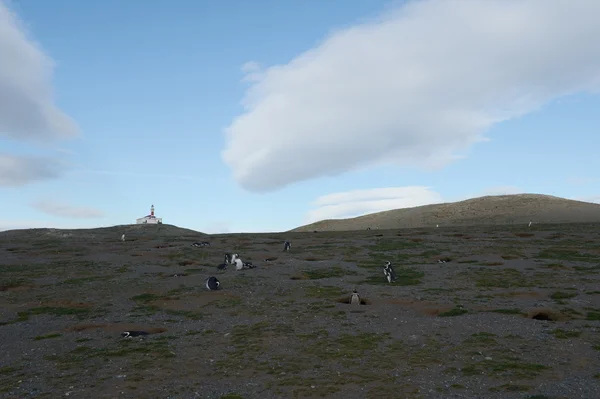 The lighthouse on the island of Magdalena.Magellanic Penguins  at the penguin sanctuary on Magdalena Island in the Strait of Magellan near Punta Arenas. — Stock Photo, Image